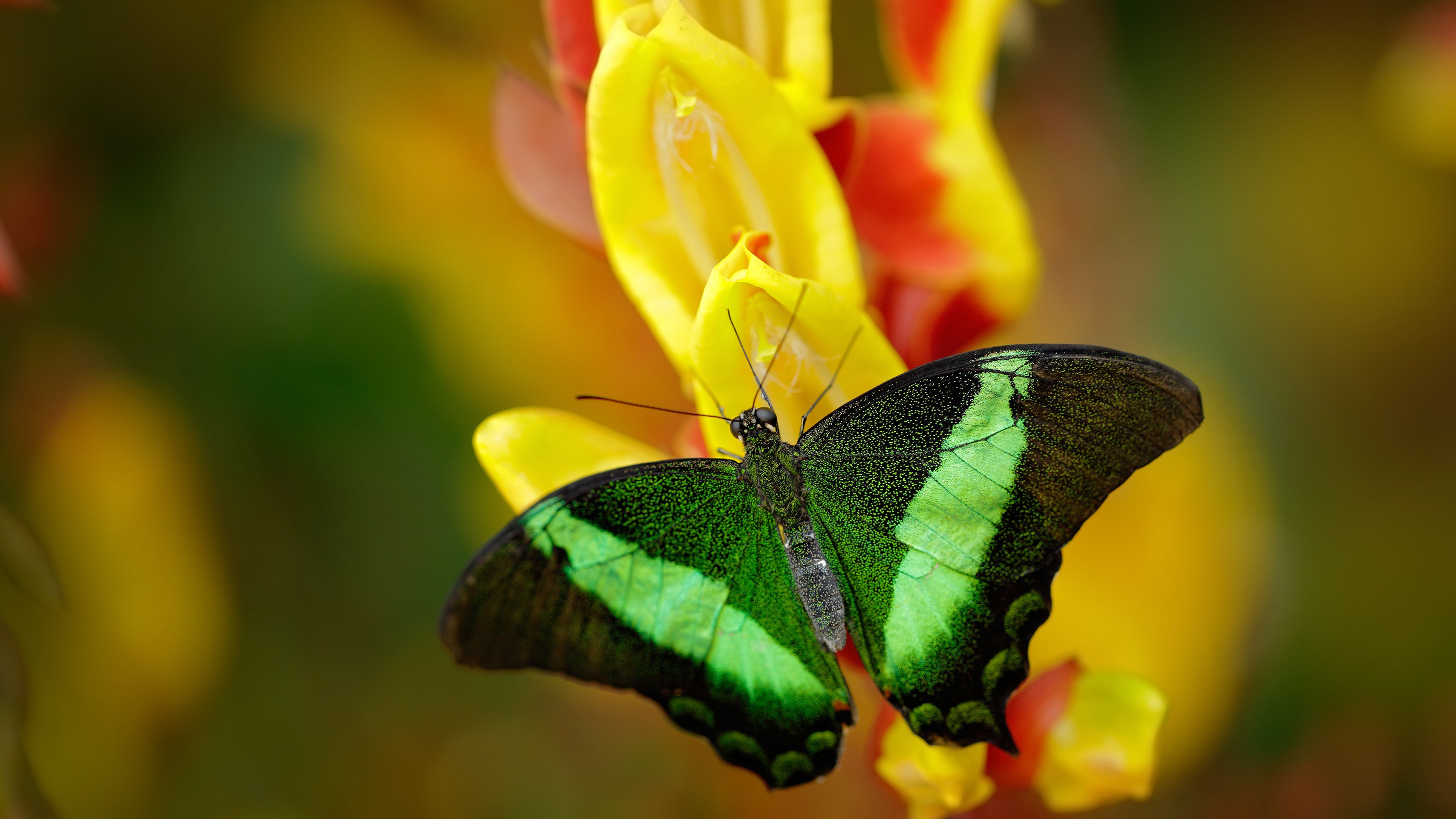 NBA联盟首次举行“退役球员再就业论坛”，nba退役又复出