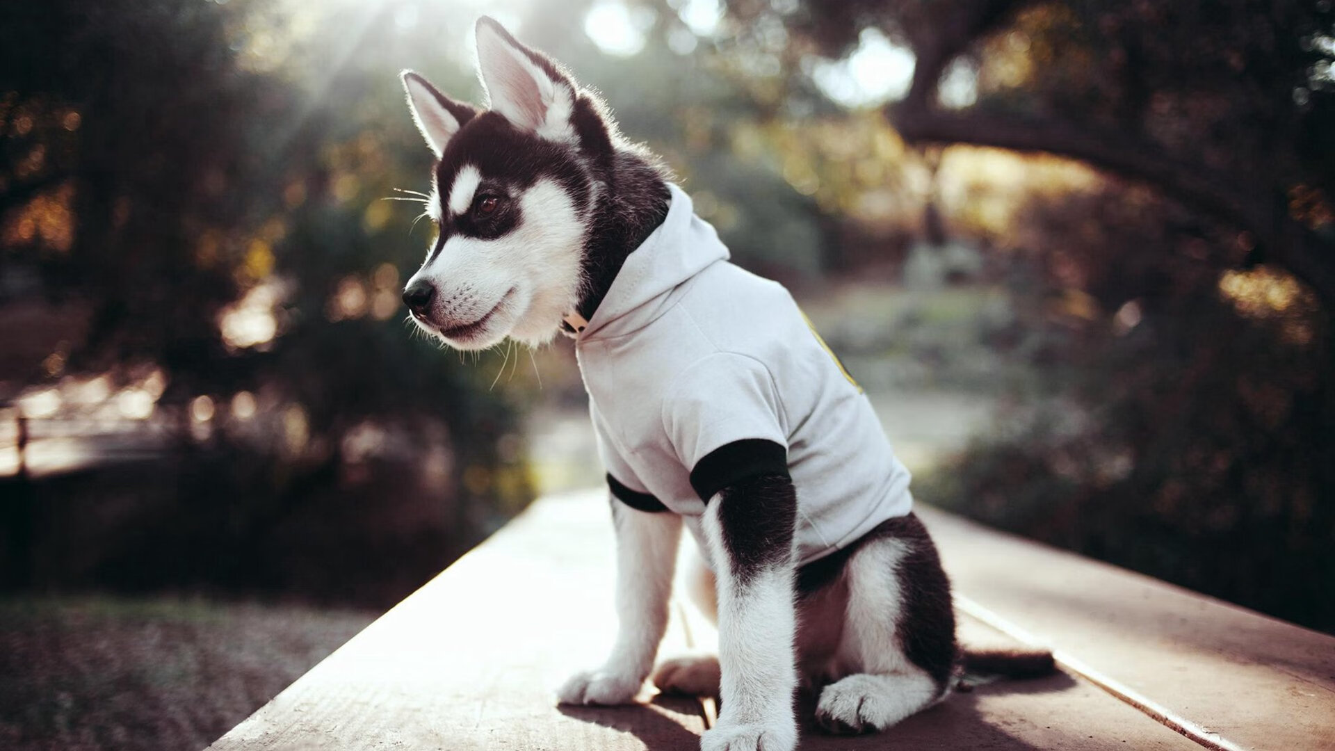 上海男篮全线升级，冲击年度最佳表现，上海男篮2021