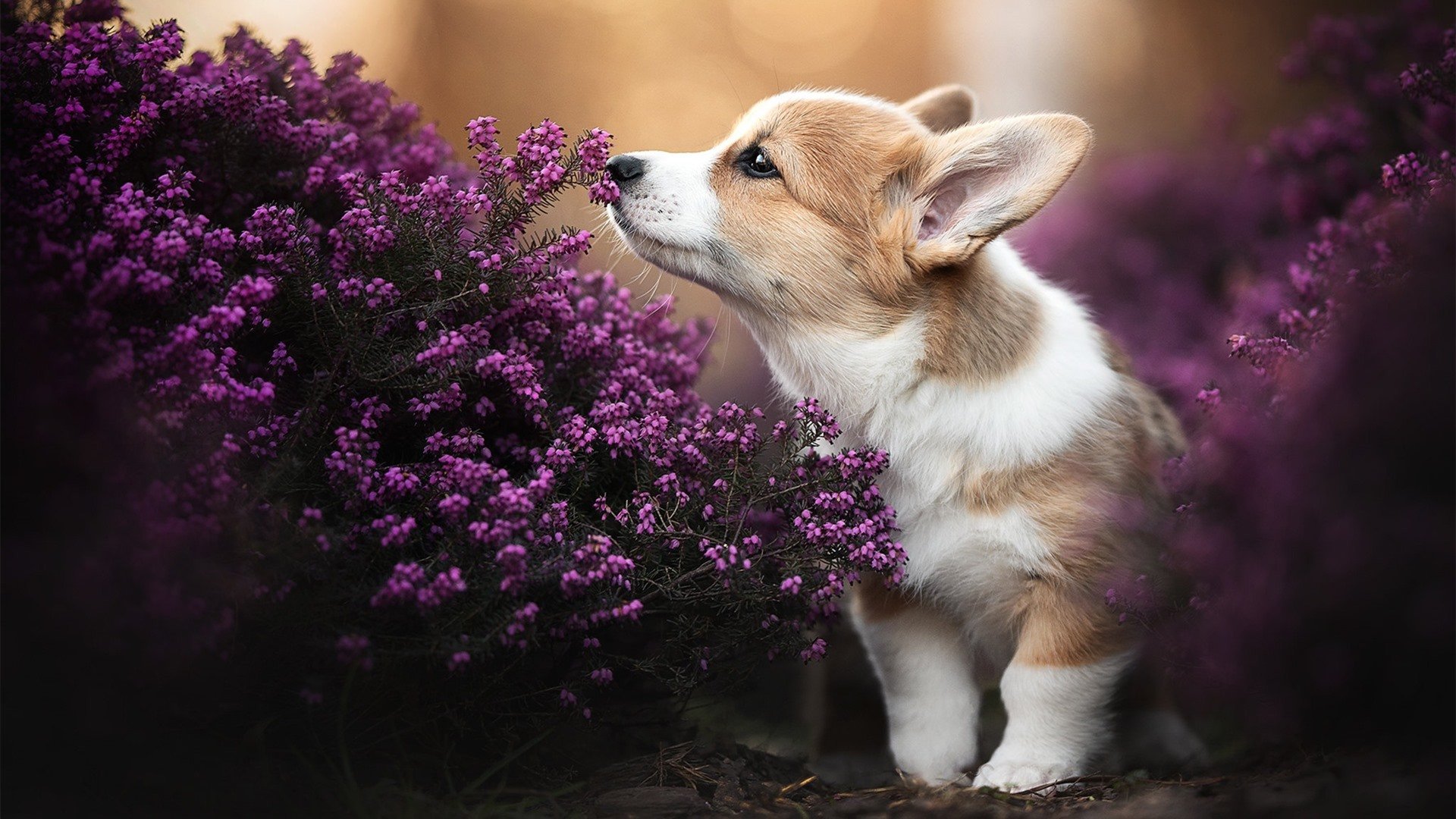 国际铁人三项激烈对决，极限挑战创业巅峰，国际铁人三项logo